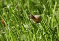 A small garden snail - Helix aspersa, eating grass Royalty Free Stock Photo